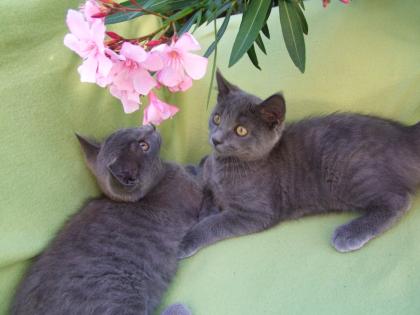 Kleine Kätzchen / Kitten / Katzenbabys