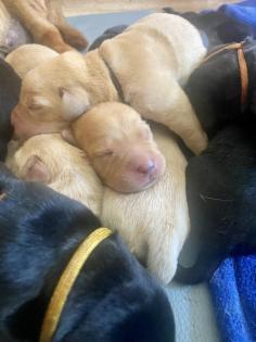 Labrador Welpen mit Ahnentafel- Genehmigte Zuchtstätte