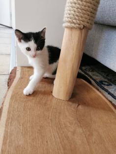 Katzenbabys Kitten abzugeben