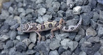 Leopardgecko Weibchen