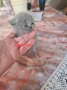 Wunderschöne BKH Kitten