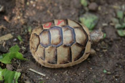 Breitrandschildkröten Testudo marginata eigene Nachzucht 2022.