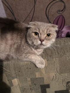 Scottish Fold Schmusebacke