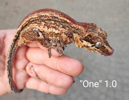 Rhacodactylus auriculatus Höckerkopfgeckos für HAMM