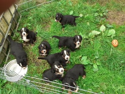 Berner Sennenhündin X Grosser Schweizer