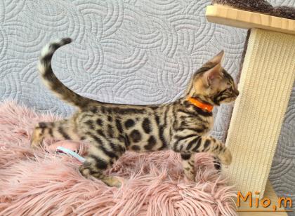 Wunderschöne Bengal Kitten gechipt geimpft mit Stammbaum