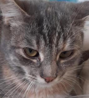 Bijou sucht dringend ein Zuhause aus dem Tierschutz / gechipt geimpft kast