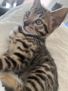Bengal Jungen zu Verkaufen