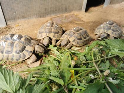 Testudo Hermanni Boettgeri Nachzuchten von 2014 und 2020 aus guter Freilandhaltung