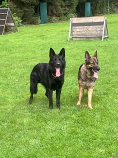 Deutsche Schäferhund Welpen