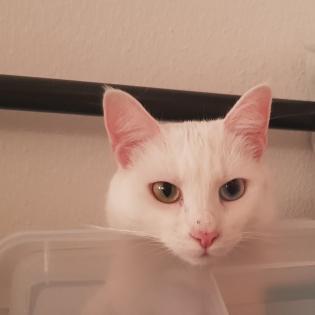 Nimbus - Schmusebär wurde zum Notfall aus dem Tierschutz / gechipt geimpft kastriert