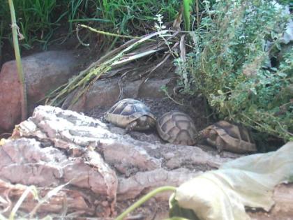 Breitrandschildkröten Testudo marginata eigene Nachzuchten aus 2022