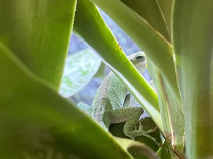 Rotkehlanolis anolis carolinensis