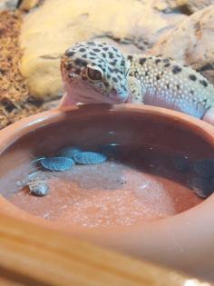 Zwei Leopardgeckos Weibchen