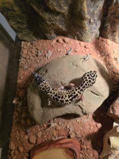Leopardgecko männlich