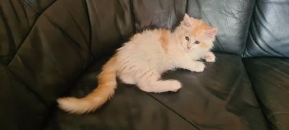 Maine Coon Jungs suchen
