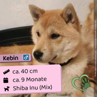 Kebin m 9 Monate 40cm Slowakei