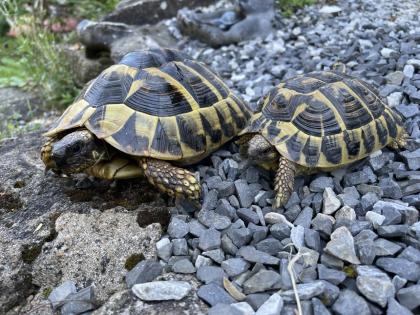 Zwei Eier legende griechische Landschildkröten abzugeben