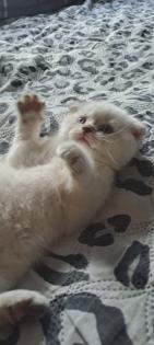 Scottish Straight Kitten