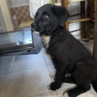 Blackie / Status sucht ein Zuhause