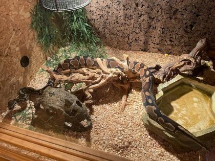 Königspython python regius