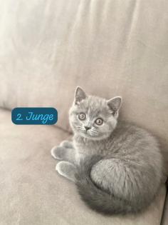 Britisch Kurzhaar BKH Kater