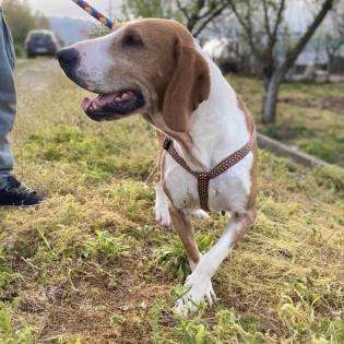 Nicole / Status sucht ein Zuhause