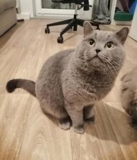 Wunderschöne Deckkater BKH