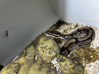 Königspythons Pärchen zu verschenken