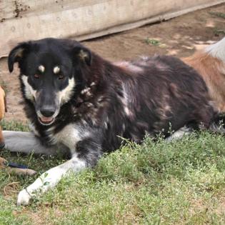 Zumby sucht ein Zuhause
