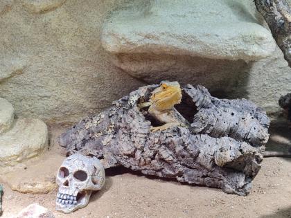 Bartagame m mit großem Terrarium Quarantäneterrarium inkl. Beleuchtung und viel Zubehör