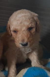 Weimardoodle wie Goldendoodle Labradoodle Pudel Weimaraner