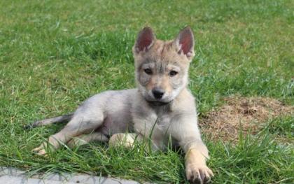 Tschechoslowakischer Wolfhund WOLFSHUND-WELPEN
