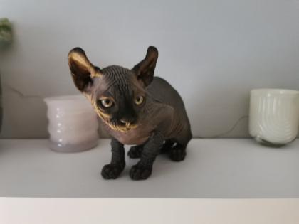 Sphynx Kätzchen zu verkaufen