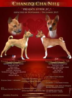 Basenji - Welpen ab 21. 12. 2022