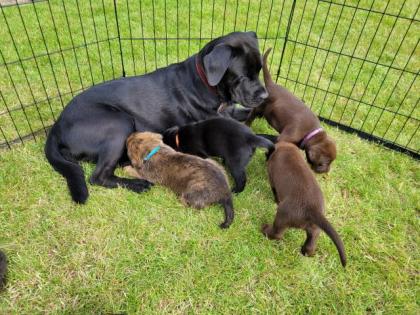 Labrador- Boxer-Weimaraner Welpen