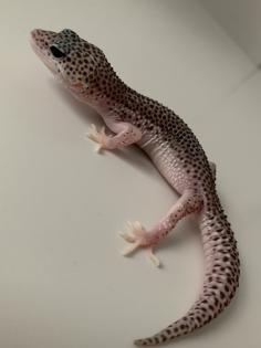 1. 0 Mack super Snow Het Diablo Blanco Leopardgecko Männchen Enz 23 abzugeben Übergabe Hamm möglich