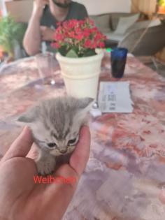 Wunderschöne BKH Kitten