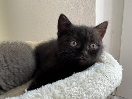 Bkh Kitten Verkauf weiblich