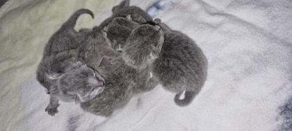 Russisch Blau Kitten
