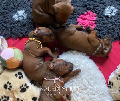 Wunderschöne red wheaten und dark red wheaten Rhodesian Ridgeback Welpen