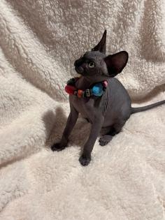 Kanadische Sphynx Kitten
