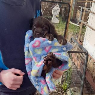 Labrador welpen