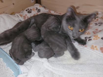 Chartreux die echte Kartäuser Kitten zu verkaufen