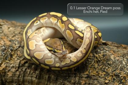 Diverse Pied / het. Pied Jungtiere suchen noch ein neues Zuhause