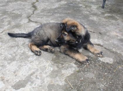 Obiwan Rüde Welpe Altdeutscher Schäferhund DDR Linien