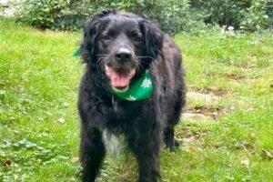 WILLIAM - männlich 14 Jahre 49 cm 21 kg Mix Gechipt Kastriert