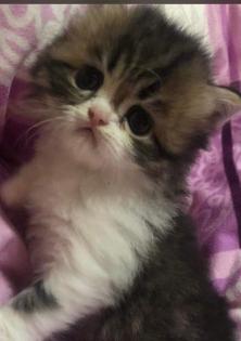 Perserkitten Perserbabys
