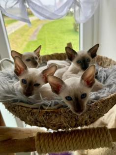 Siamkitten aus Zucht mit Herz