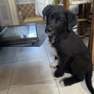 Blackie / Status sucht ein Zuhause